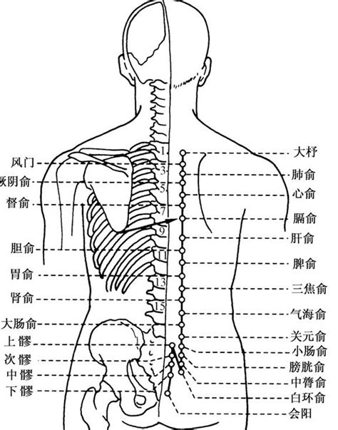 背穴|[經絡穴道] 背俞穴